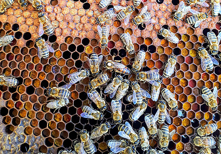 Mehrere Bienen in einem Stock, im Hintergrund zum Teil mit Honig gefüllte Waben